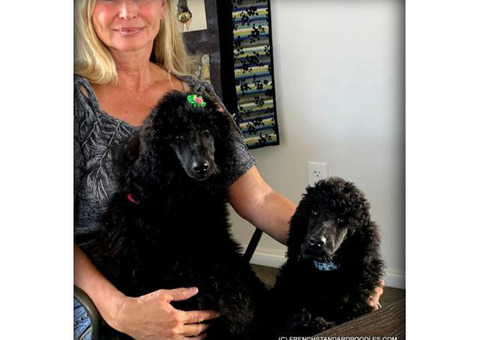 Campion Sired Black Standard Poodles for the Best Homes Only