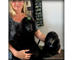 Campion Sired Black Standard Poodles for the Best Homes Only - 1