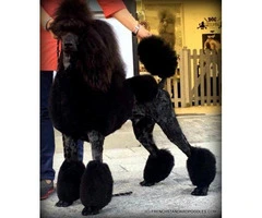 Campion Sired Black Standard Poodles for the Best Homes Only - 2