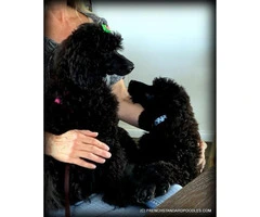 Campion Sired Black Standard Poodles for the Best Homes Only - 3