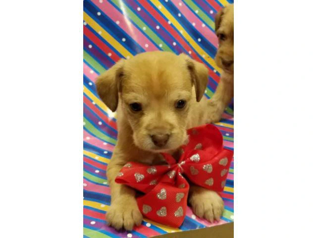 Shichi Puppy Chihuahua / Shih Tzu	Mix - 2/3