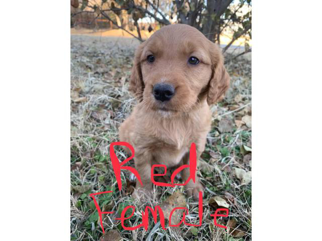Akc Golden Retriever Puppies Ready To Leave This Weekend In Tulsa Oklahoma Puppies For Sale Near Me