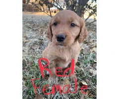 AKC Golden retriever puppies ready to leave this weekend