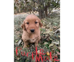 AKC Golden retriever puppies ready to leave this weekend - 2