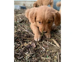AKC Golden retriever puppies ready to leave this weekend - 3