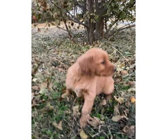AKC Golden retriever puppies ready to leave this weekend - 4