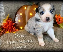 Female AKC Aussie Puppies Blue eyes standard size - 2