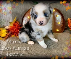 Female AKC Aussie Puppies Blue eyes standard size - 4
