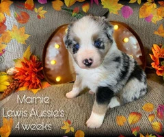 Female AKC Aussie Puppies Blue eyes standard size - 5