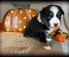 Female AKC Aussie Puppies Blue eyes standard size - 8