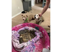 APBT Puppies for rehoming