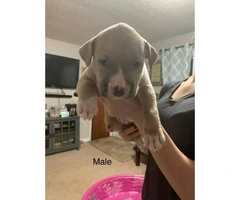 APBT Puppies for rehoming - 3