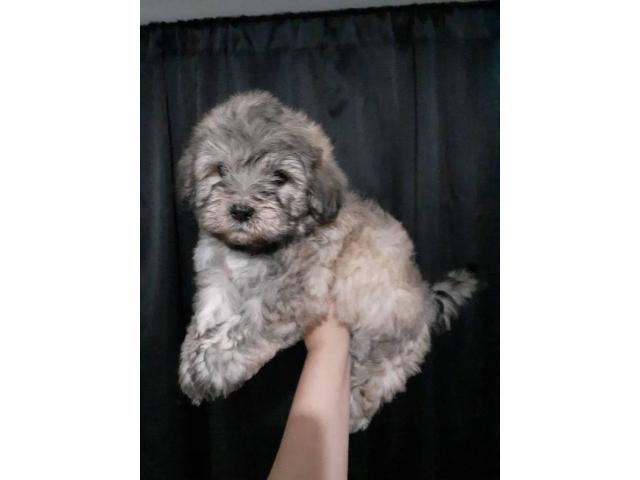 2 Cavapoo Puppies Up For Adoption In Phoenix Arizona Puppies For Sale Near Me