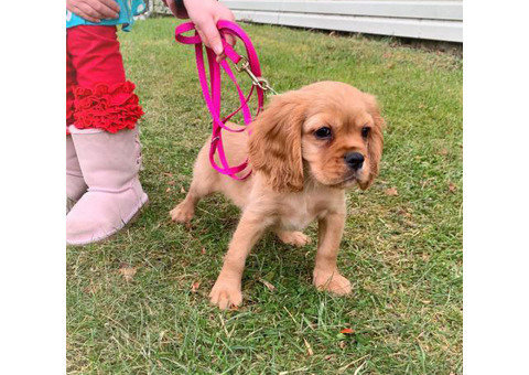 10 weeks old Cockalier Puppy for Adoption