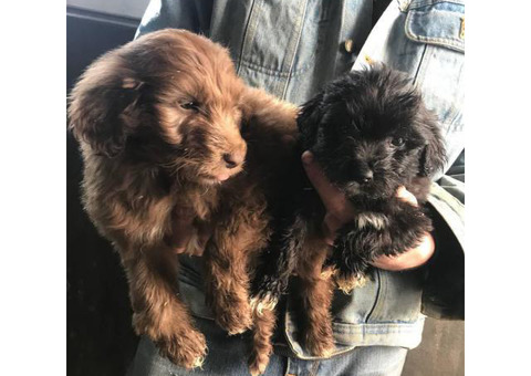 8 weeks old Aussie doodles ready for new homes