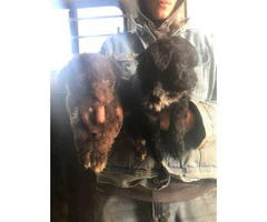 8 weeks old Aussie doodles ready for new homes - 2