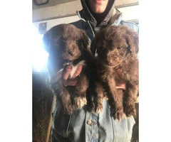 8 weeks old Aussie doodles ready for new homes - 3