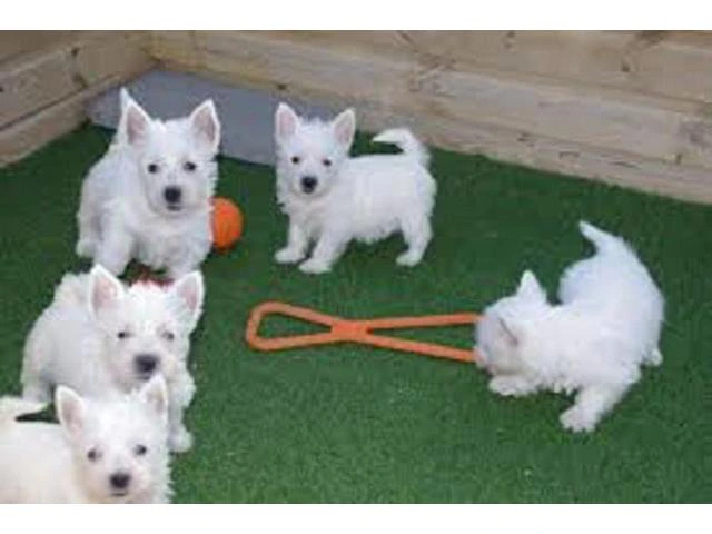 Adorable Westie Puppies Available Now - 1/1