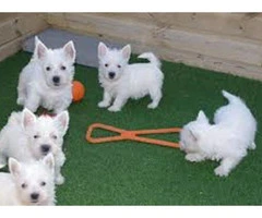 Adorable Westie Puppies Available Now