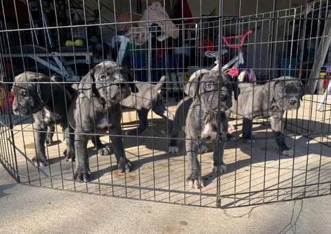 Five (5) Cane Corso puppies for sale