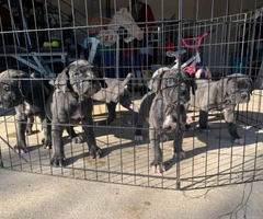 Five (5) Cane Corso puppies for sale