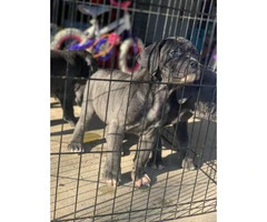 Five (5) Cane Corso puppies for sale - 2