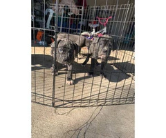 Five (5) Cane Corso puppies for sale - 3