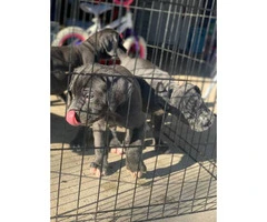 Five (5) Cane Corso puppies for sale - 4