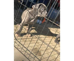 Five (5) Cane Corso puppies for sale - 5