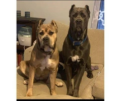 Five (5) Cane Corso puppies for sale - 7