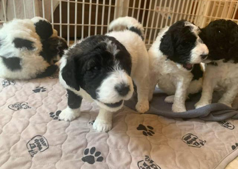 Standard AKC poodle puppies only one female left