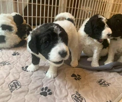 Standard AKC poodle puppies only one female left