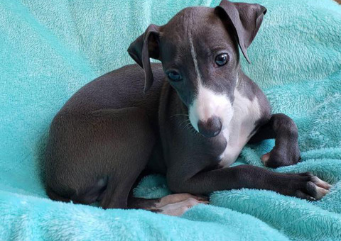 11 weeks old Purebred Italian Greyhound puppy