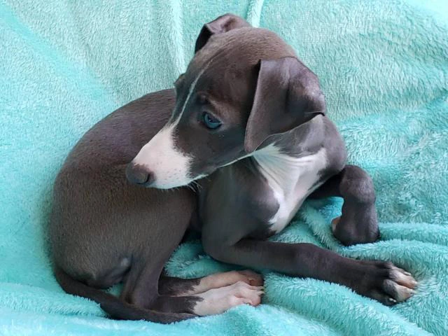 11 weeks old Purebred Italian Greyhound puppy - 4/13