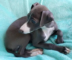 11 weeks old Purebred Italian Greyhound puppy - 4