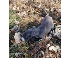 11 weeks old Purebred Italian Greyhound puppy - 5