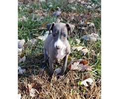 11 weeks old Purebred Italian Greyhound puppy - 6
