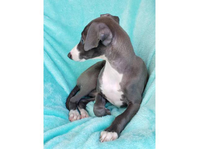11 weeks old Purebred Italian Greyhound puppy in Louisville, Kentucky - Puppies for Sale Near Me