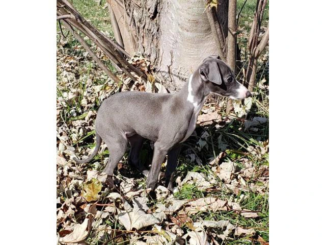 11 weeks old Purebred Italian Greyhound puppy - 9/13