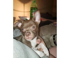 4 months old male Chihuahua for rehoming