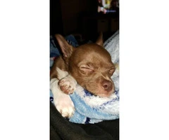4 months old male Chihuahua for rehoming - 2