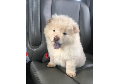 8 weeks old Purebred Chow Chow Puppies