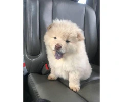 8 weeks old Purebred Chow Chow Puppies