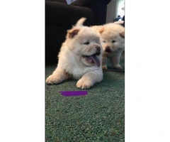 8 weeks old Purebred Chow Chow Puppies - 2