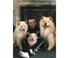 8 weeks old Purebred Chow Chow Puppies - 5