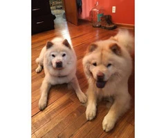 8 weeks old Purebred Chow Chow Puppies - 6
