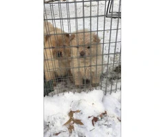 8 weeks old Purebred Chow Chow Puppies - 7