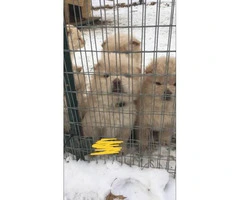 8 weeks old Purebred Chow Chow Puppies - 8