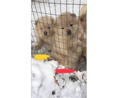 8 weeks old Purebred Chow Chow Puppies - 9