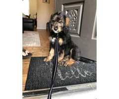 5 month old Bernedoodle puppy for sale